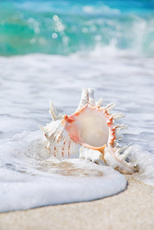 sea background with seashell on the clean sandy beach against waves