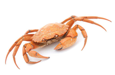 big red boiled crab isolated on white backgroundの写真素材