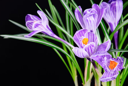 spring crocus flowers with leaves isolated on black background