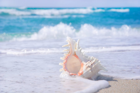 sea background with seashell on the clean sandy beach against waves