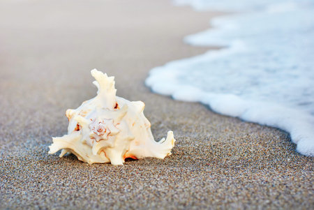 sea background with seashell on the clean sandy beach against waves