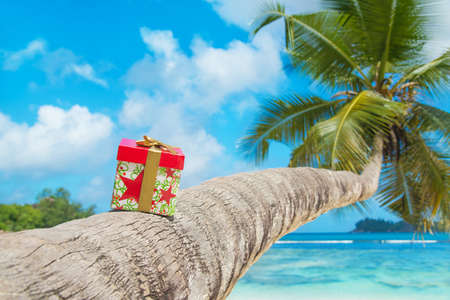 Gift box with bow on coconut palm tree at exotic tropical beach - holiday presents or discounts for travel tours conceptの写真素材
