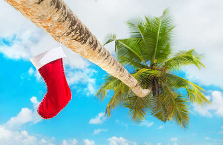 Christmas sock on palm tree at exotic tropical beach against blue sky. Holiday concept for New Years Cardsの写真素材