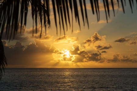 Sunset at tropical beach with palm leaves. Anse Georgette, Praslin island, Seychelles - vacation backgroundの写真素材