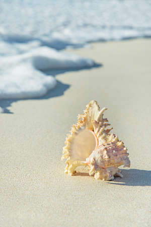 white seashell on sandy beach in water, vacation conceptの写真素材