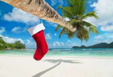 Christmas sock on palm tree at exotic tropical beach. Holiday concept for New Years Cards.の写真素材