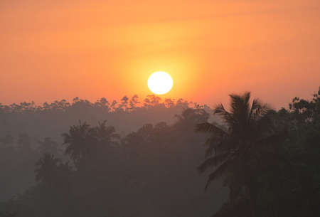 Wonderful sunrise above tropical palm jungle with sun rays ang thick morning fogの写真素材