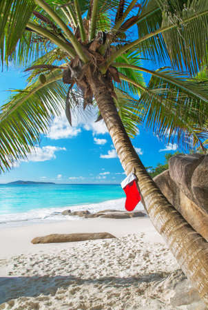 Christmas sock on palm tree at exotic tropical beach. Holiday concept for New Years Cards. Praslin, Anse Georgette, Seychellesの写真素材