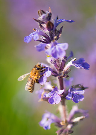 Honeybee pollinator on violet blossom flower in sunny spring day. Natural macro background with Geneva Speedwell (Ajuga reptans) or lavender meadowの写真素材