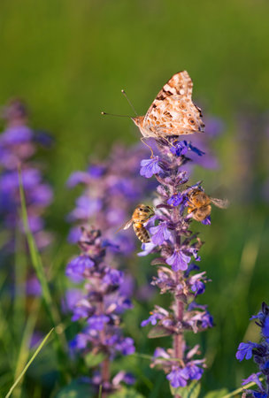 Butterfly Vanessa cardui (thistle butterfly, painted lady), honeybee and bumblebee pollinators on Ajuga reptans (Geneva Speedwell) flower in sunny spring day backgroundの写真素材