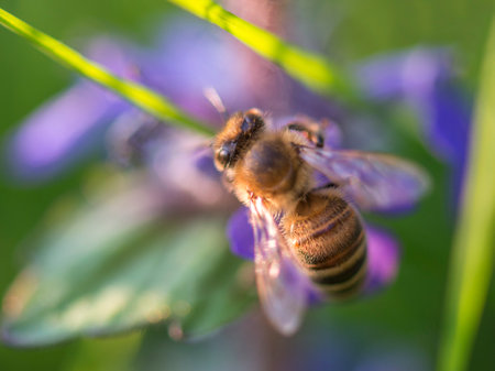 The Beauty of a Honeybee on a Violet Blossom. Green spring natural backgroundの写真素材
