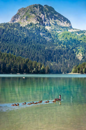 Montenergo nature landscape. Duck with ducklings in Black Lake against Meded Peak. Tourist attraction of the Durmitor National Park area.の写真素材