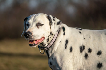 purebred dog - Dalmatian.の写真素材
