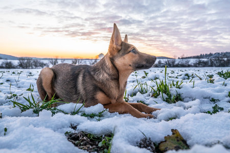 Happy dog outdoors in winter nature at sunset. Cute puppyの写真素材