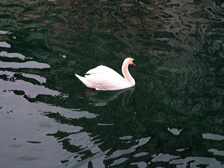 lonely swan in the river under the bridge in luzern, switzerlandの写真素材