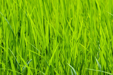 Close view of a green rice fieldの写真素材