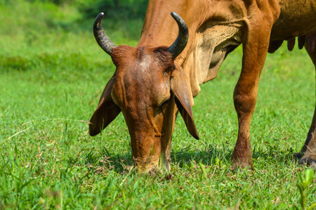 Cow grazing on green fieldの写真素材