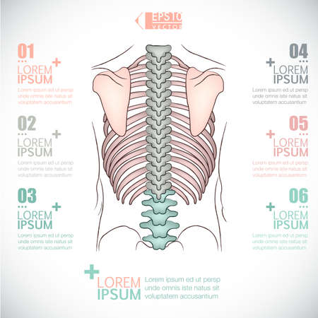 infographics of healthcare/backbone designのイラスト素材
