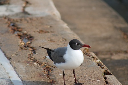 sea gullの写真素材