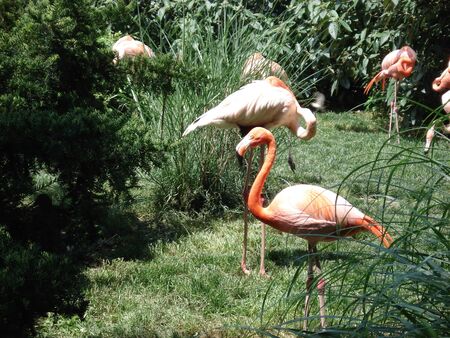 flamingoの写真素材