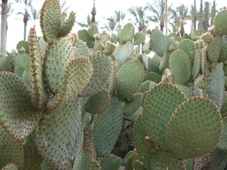prickly pear cactusの写真素材
