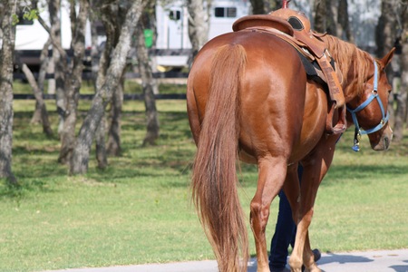 horse from behindのeditorial素材