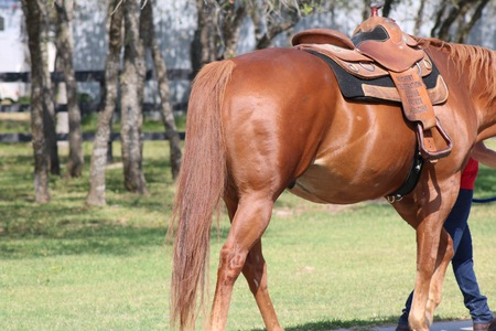 saddled horseのeditorial素材