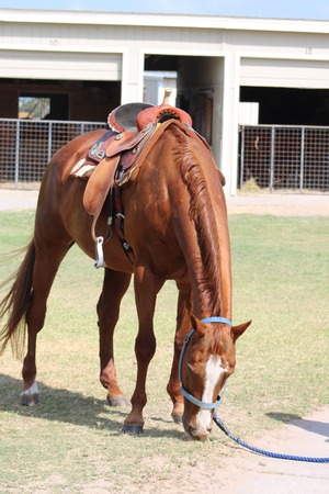 saddled horseのeditorial素材