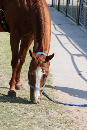 grazing horseのeditorial素材