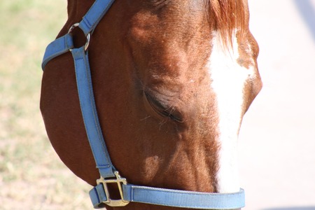 horse eyeの写真素材