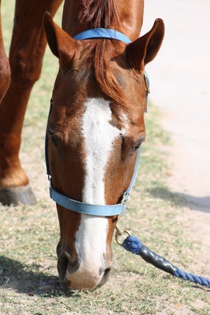 horse grazingの写真素材