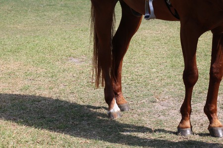 horse legsのeditorial素材