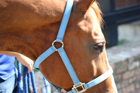 horse eyeの写真素材