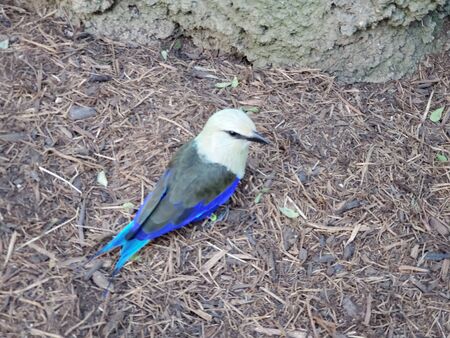 Blue bellied rollerの写真素材