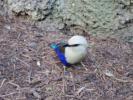 Blue bellied rollerの写真素材