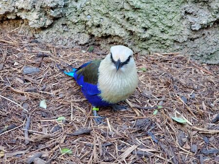 Blue bellied rollerの写真素材