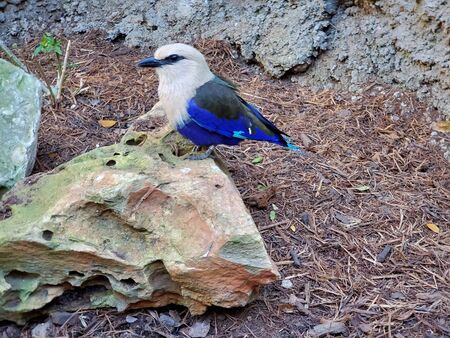 Blue bellied rollerの写真素材