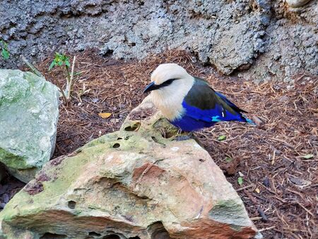 Blue bellied rollerの写真素材