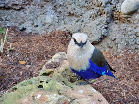 Blue bellied rollerの写真素材