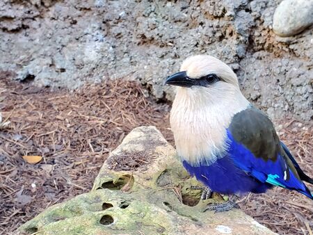 Blue bellied rollerの写真素材