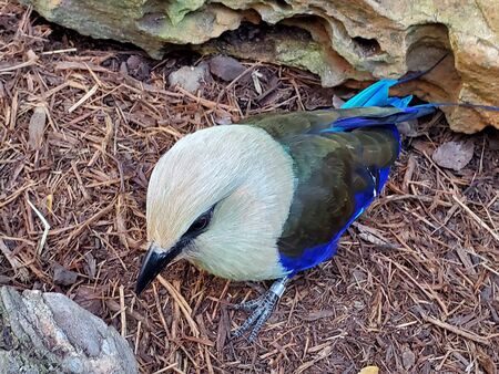 Blue bellied rollerの写真素材