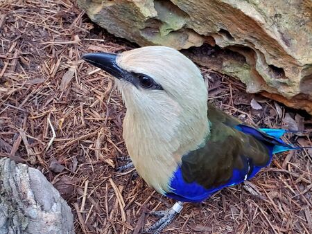 Blue bellied rollerの写真素材