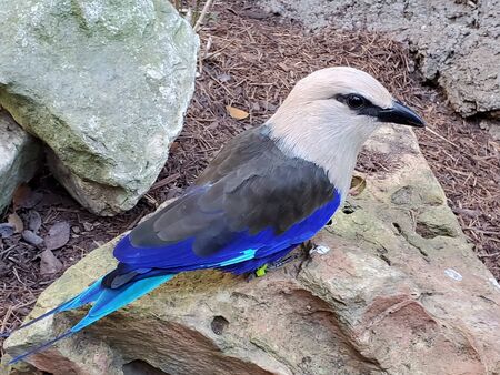 Blue bellied rollerの写真素材