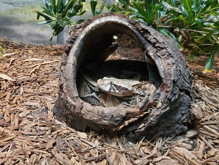 Gaboon Viperの写真素材