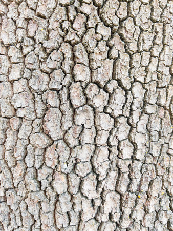 Dry tree bark texture as background