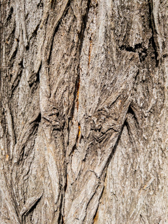 Dry tree bark texture as backgroundの写真素材