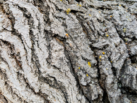 Dry tree bark texture as background