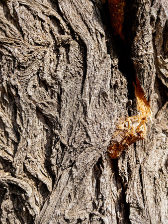 Dry tree bark texture as background
