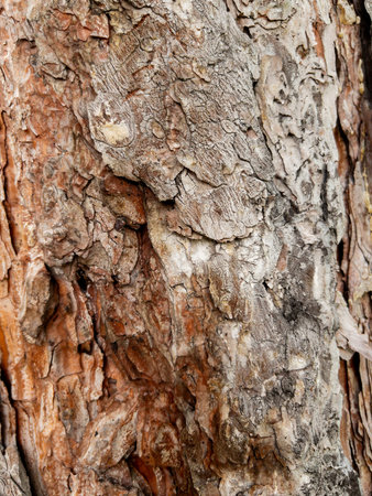 Dry tree bark texture as backgroundの写真素材