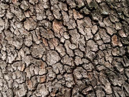 Dry tree bark texture as backgroundの写真素材